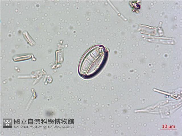 館號:A00004550藏品圖，第3張