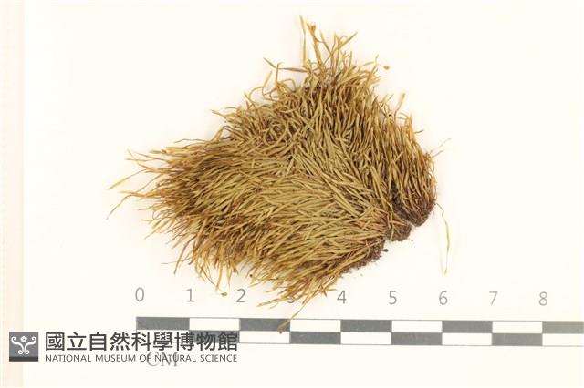 登錄號:B00013450藏品圖，第1張