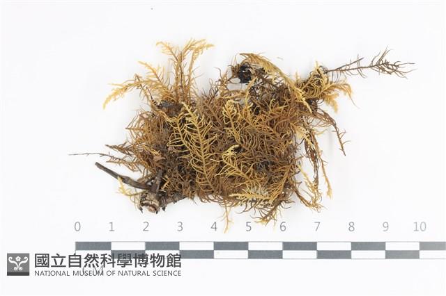 山羽蘚藏品圖，第1張