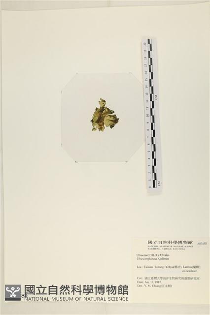 茶花石蓴, 牡丹菜藏品圖，第3張