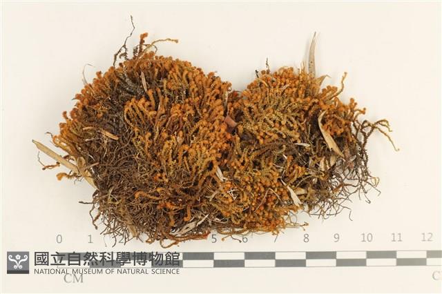 齒邊廣萼苔藏品圖，第1張