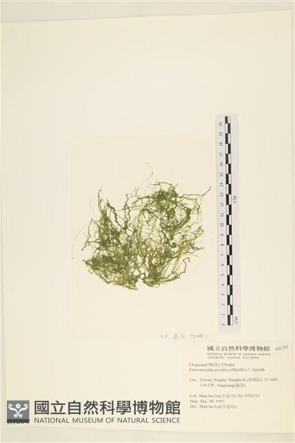 筋條石髮藏品圖，第1張