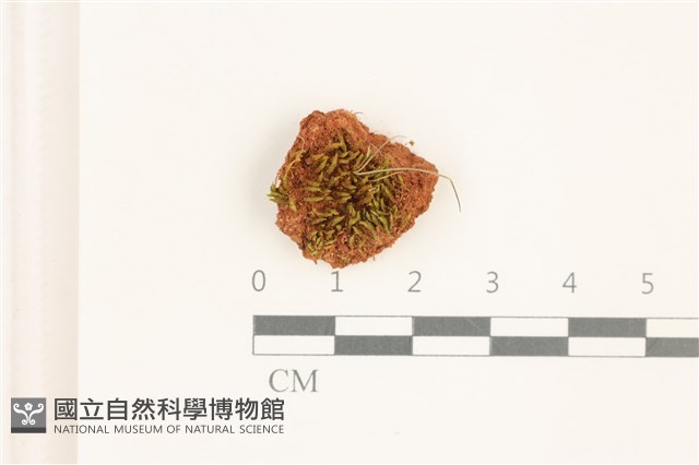 登錄號:B00012620藏品圖，第1張