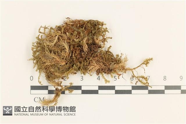 登錄號:B00019620藏品圖，第1張