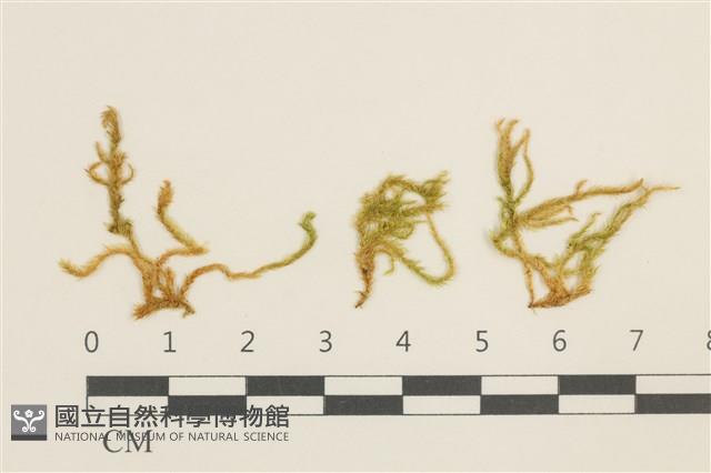 濕原蘚藏品圖，第1張