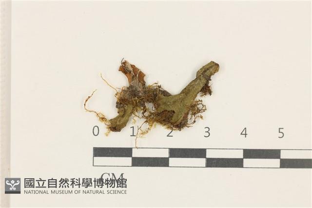 蛇苔藏品圖，第1張