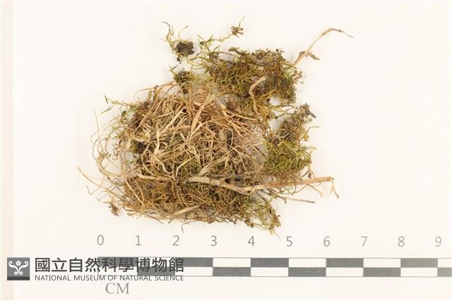登錄號:B00017620藏品圖，第1張
