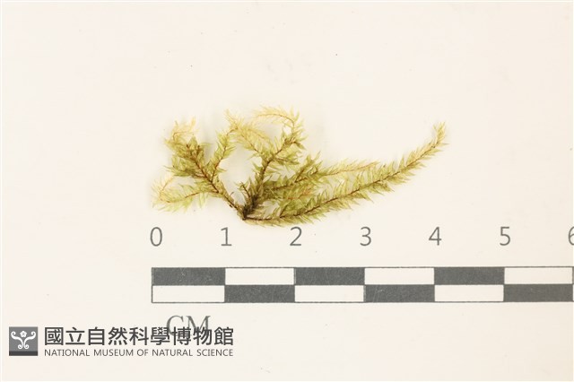 登錄號:B00011620藏品圖，第1張