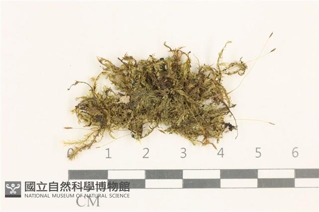 登錄號:B00000620藏品圖，第1張