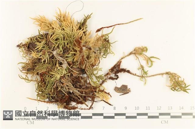 登錄號:B00017220藏品圖，第1張