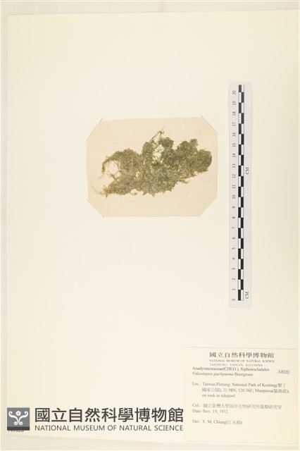 指枝藻藏品圖，第3張