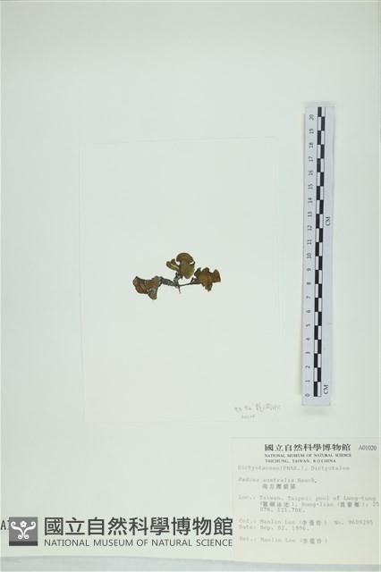 南方團扇藻藏品圖，第3張