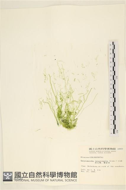 腸滸苔, 河石髮藏品圖，第1張