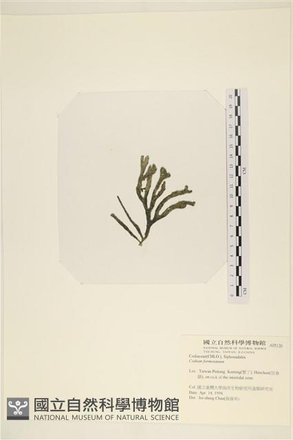 臺灣水松, 臺灣松藻藏品圖，第3張