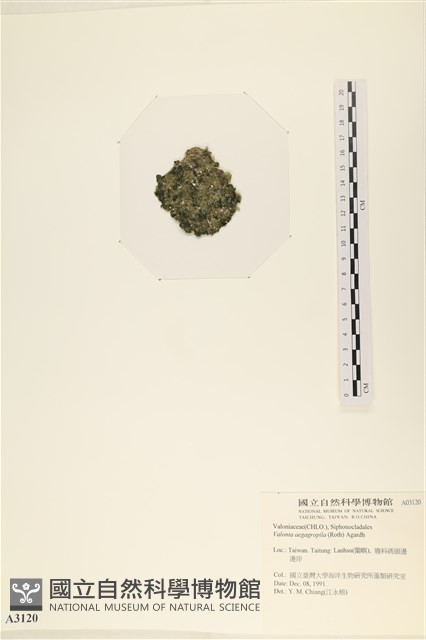 法囊藻藏品圖，第3張