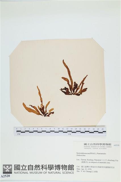 登錄號:A00002520藏品圖，第1張