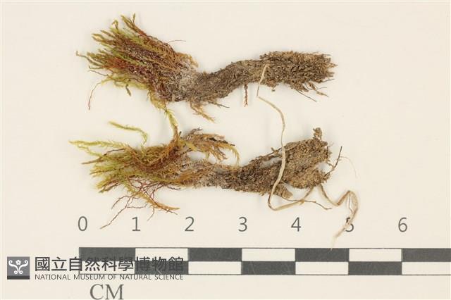 長葉柳葉蘚藏品圖，第1張