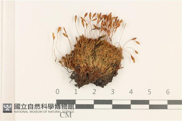 登錄號:B00006520藏品圖，第1張