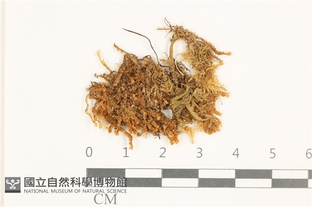 四裂細裂瓣苔藏品圖，第1張