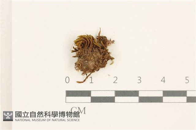 登錄號:B00015520藏品圖，第1張