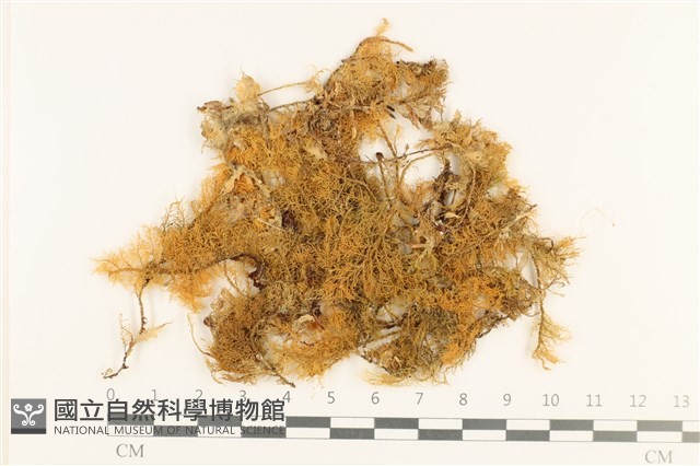 登錄號:B00000520藏品圖，第1張
