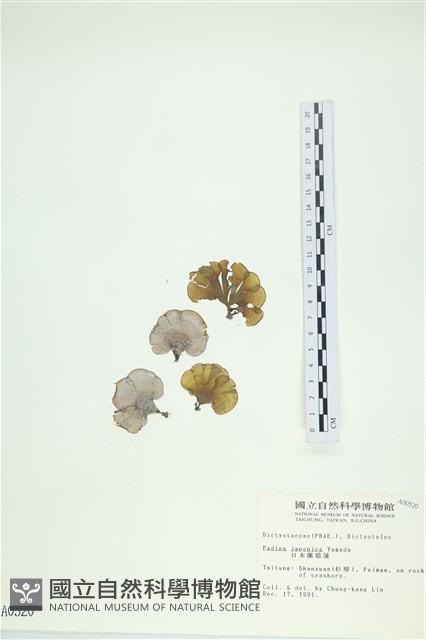 日本海扇, 日本團扇藻藏品圖，第1張
