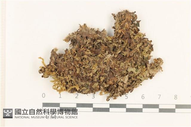 小蛇苔藏品圖，第1張