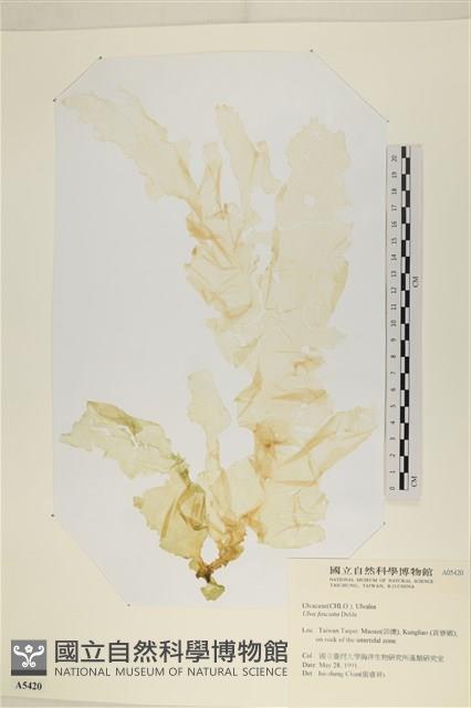長片石蓴, 裂片石蓴藏品圖，第1張