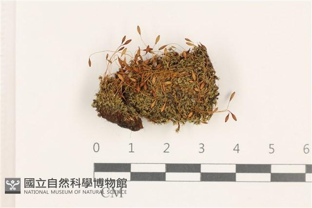 那霸短月蘚藏品圖，第1張
