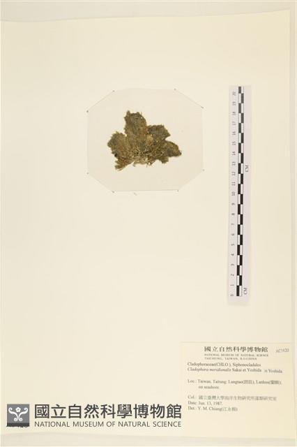 伸展剛毛藻藏品圖，第3張