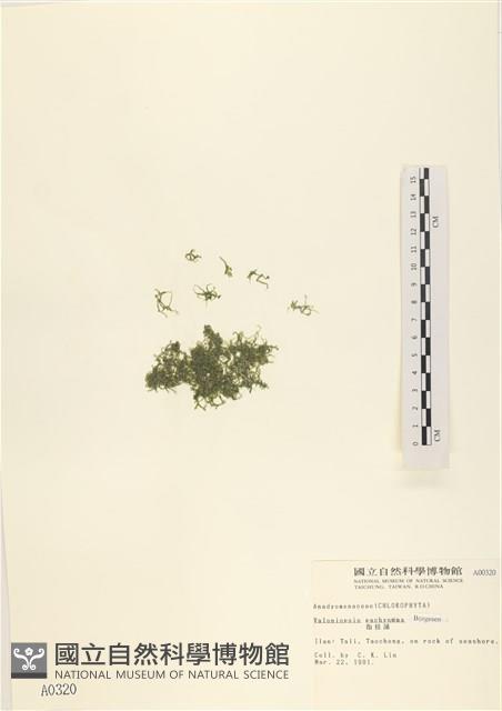 指枝藻藏品圖，第1張