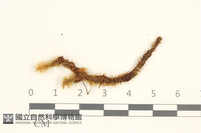 大熱澤蘚藏品圖，第1張