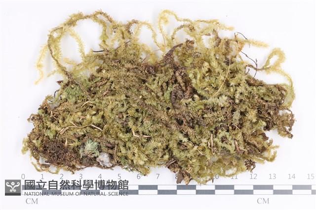 大灰氣蘚藏品圖，第1張