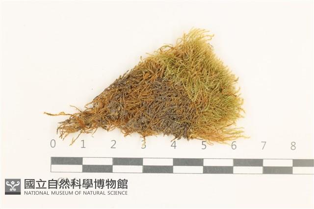 黃葉細濕蘚藏品圖，第1張