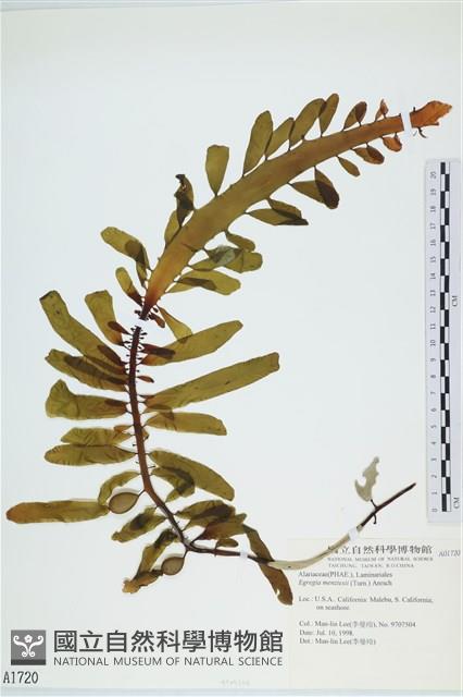 登錄號:A00001720藏品圖，第1張