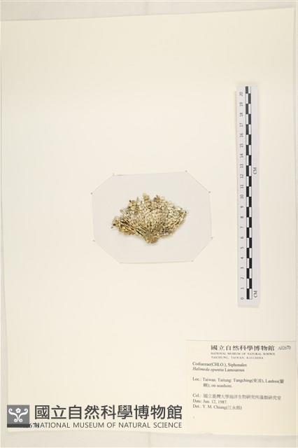 仙掌藻, 海仙人掌藏品圖，第3張
