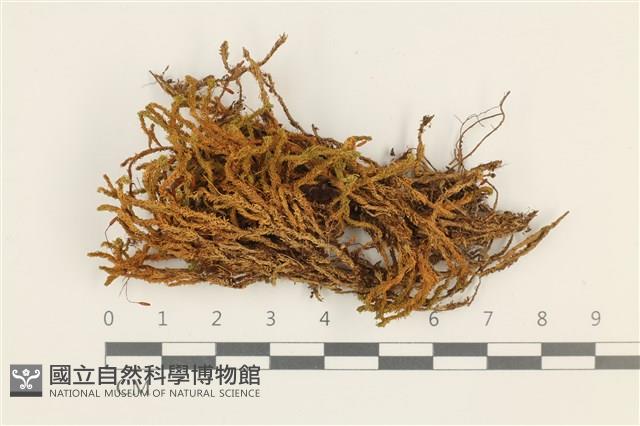 皺葉牛舌蘚藏品圖，第1張