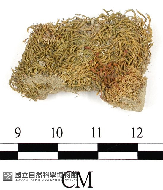 葫蘆蘚光滑變種藏品圖，第1張