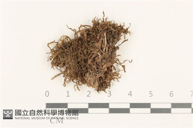 鞭苔,三裂鞭苔藏品圖，第1張