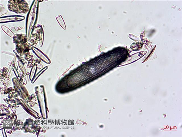 登錄號:A00004670藏品圖，第3張