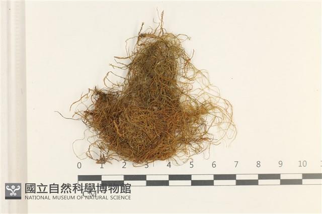 鞭枝懸蘚藏品圖，第1張