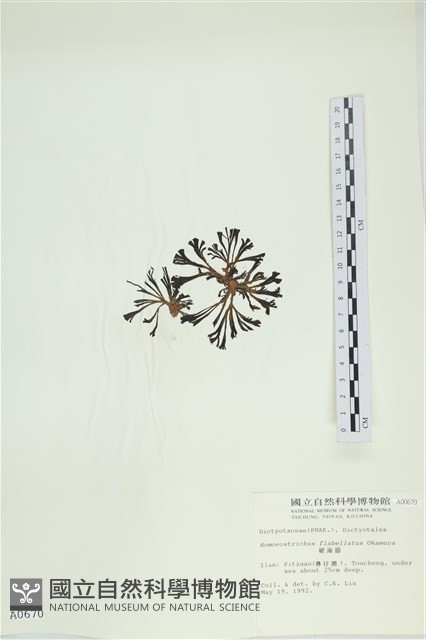多扇藻藏品圖，第3張