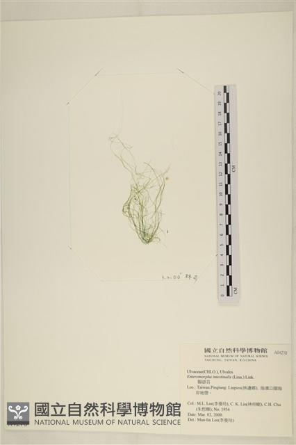 腸滸苔, 河石髮藏品圖，第3張