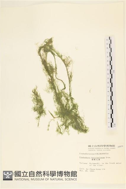 細剛毛藻藏品圖，第1張