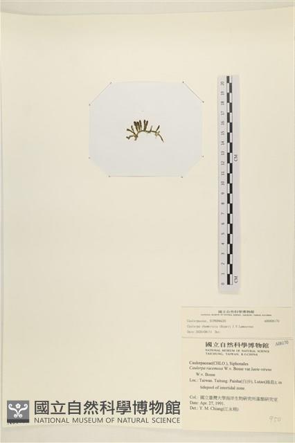 登錄號:A00006170藏品圖，第3張