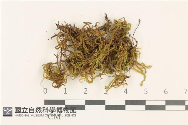 登錄號:B00009570藏品圖，第1張