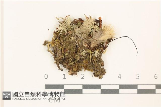 登錄號:B00015570藏品圖，第1張