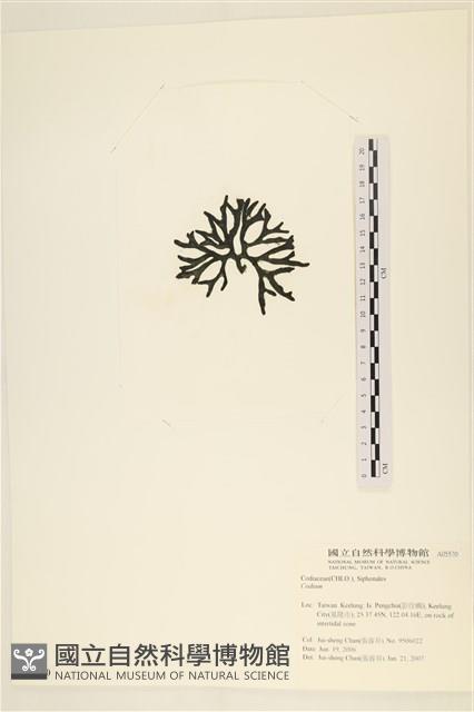 登錄號:A00005570藏品圖，第3張