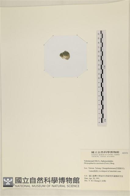 網球藻藏品圖，第3張