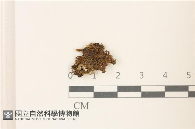 喙葉大萼苔藏品圖，第1張